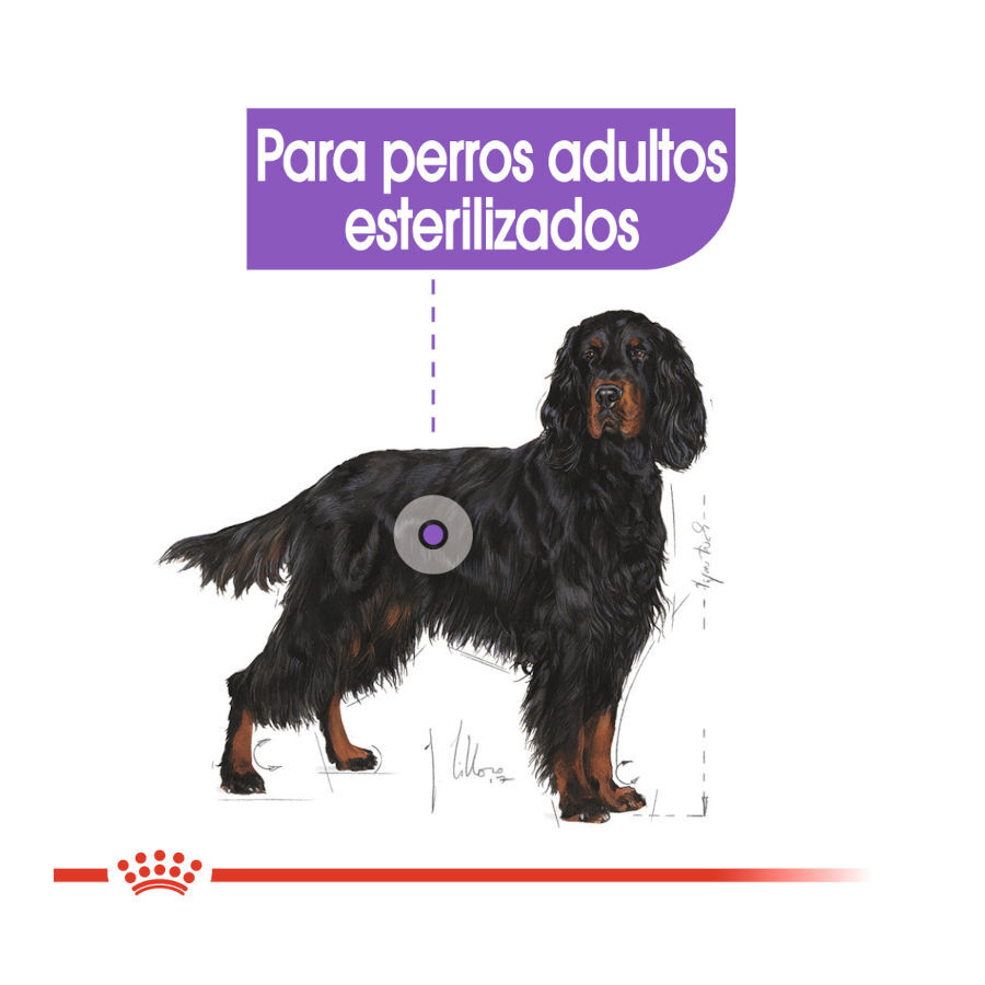 12 kg Royal Canin Maxi Sterilised ra&ccedil;&atilde;o para c&atilde;es, , large Imagem n&uacute;mero 5